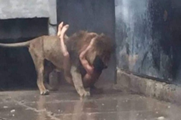 Γυμνός άντρας πηδάει μέσα σε ένα κλουβί με λιοντάρια - Μόλις δείτε το λόγο θα σας κοπεί η ανάσα