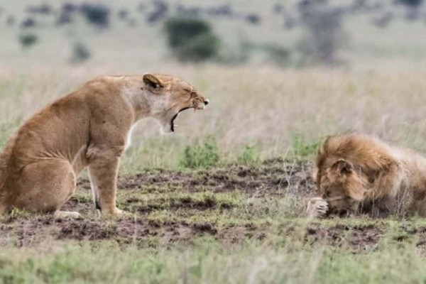 Λέαινα αρχίζει να ουρλιάζει σε αρσενικό λιοντάρι: Δευτερόλεπτα μετά εκείνο κάνει κάτι που ούτε φαντάζεσαι