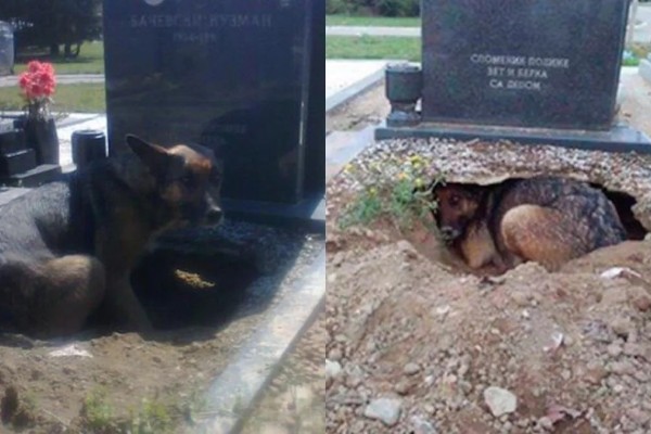 Νόμιζαν ότι ο σκύλος θρηνούσε στον τάφο του ιδιοκτήτη του - Η πραγματικότητα όμως ήταν πολύ διαφορετική