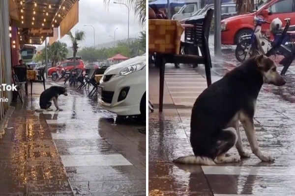 Χαμένο σκυλάκι περίμενε μέρες τον ιδιοκτήτη του καθισμένο και ακίνητο μες στη βροχή - Το βίντεο ραγίζει καρδιές