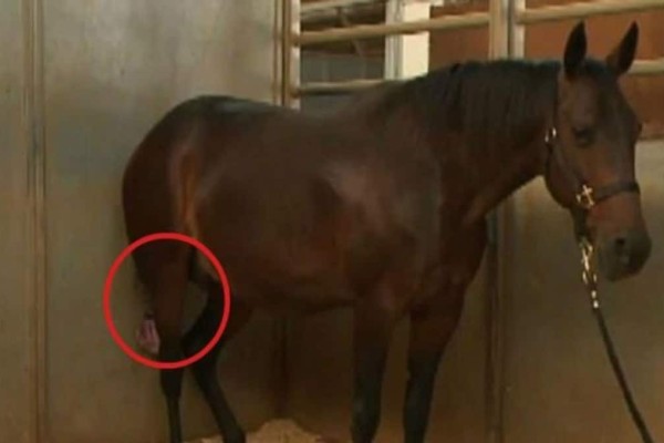 Το άλογό του ήταν έτοιμο να γεννήσει - Μόλις ο κτηνίατρος κοίταξε ανάμεσα στα πόδια του, δεν μπορούσε να το πιστέψει