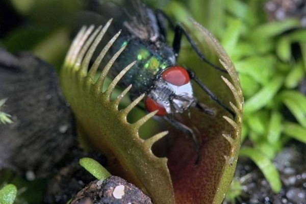 Αυτό το φυτό τρώει κουνούπια - Θα τρέξετε να το βάλετε στο μπαλκόνι σας!