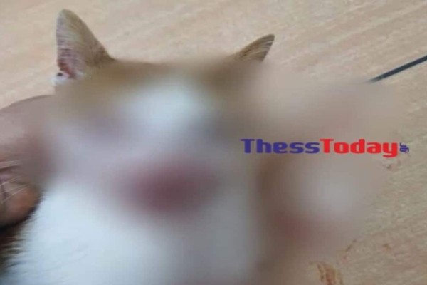 Κτηνωδία στη Θεσσαλονίκη: Kλώτσησε στο κεφάλι γατάκι που τον πλησίασε για να το χαϊδέψει - Το άφησε τυφλό (photos)