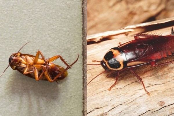 Κατσαρίδες «αντίο»: Αυτό το κουζινικό υλικό θα σας απαλλάξει δια παντός από τα πιο μισητά έντομα