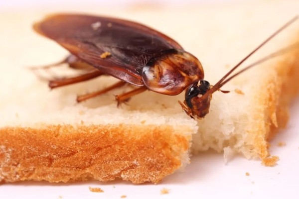 Η μάχη με τις κατσαρίδες: Μία σκελίδα σκόρδο με 2 ακόμα υλικά και πείτε «αντίο» στα ενοχλητικά έντομα!