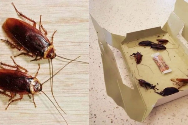 Κατσαρίδες «γιοκ»: Η μυρωδιά-εξολοθρευτής για τα πιο ενοχλητικά έντομα στο σπίτι!