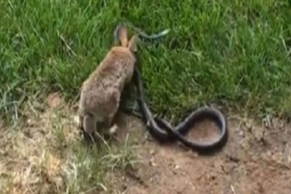 Κουνέλι έρχεται αντιμέτωπο με τεράστιο φίδι - Όταν πλησίασε τα μικρά του έγινε κάτι απίστευτο!