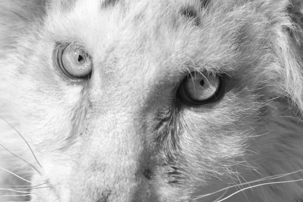 Λευκό τιγράκι: Έγινε η ευθανασία στη μικρή Χασίγια