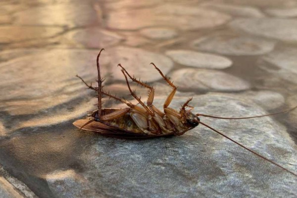 Σιχαμένες και βρομερές: 10 παράξενα πράγματα που δεν γνωρίζατε για τις κατσαρίδες