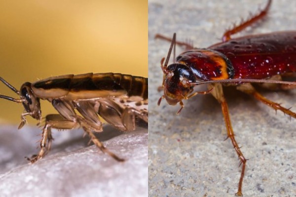 «Γλυκός» θάνατος για τις κατσαρίδες: Το σπιτικό μείγμα με ζάχαρη και 1 ακόμα υλικό που θα εξαλείψει τα ενοχλητικά ζωύφια στη στιγμή