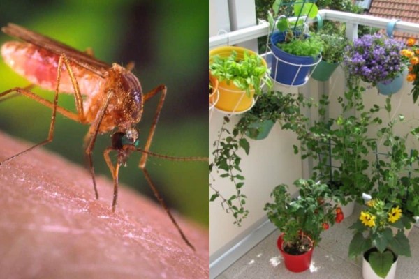Θανάσιμος «εχθρός» των κουνουπιών: Το φυτό «βάλσαμο» που θα ομορφύνει το μπαλκόνι σας και θα διώξει τα ενοχλητικά έντομα