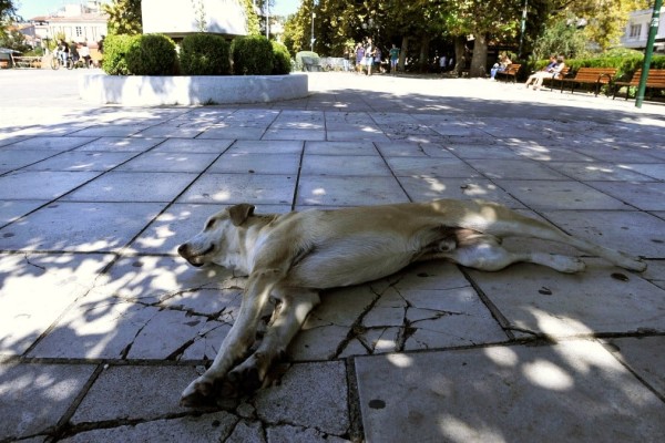 Φρίκη στο Κιλκίς: 27χρονος μαχαίρωσε μέχρι θανάτου αδέσποτο σκύλο - Το βαρύ πρόστιμο που του επιβλήθηκε 