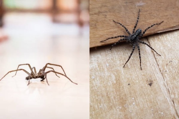 Αράχνες εν δράσει: 2 σπιτικοί τρόποι για να τις διώξετε οριστικά από τον χώρα σας χωρίς εντομοαπωθητικά