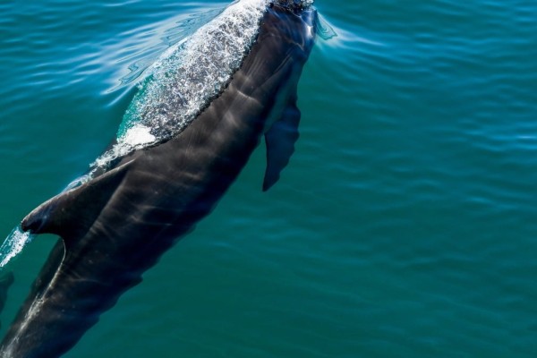 Δελφίνια: Αυτοί είναι οι δύο λόγοι που πηδούν έξω από το νερό