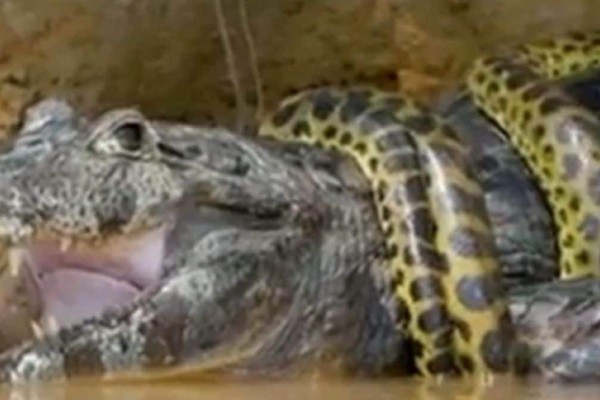 Ανατριχιαστικό: Γιγάντιο φίδι ανακόντα σφίγγει τεράστιο αλιγάτορα μέχρι τέλους (video)