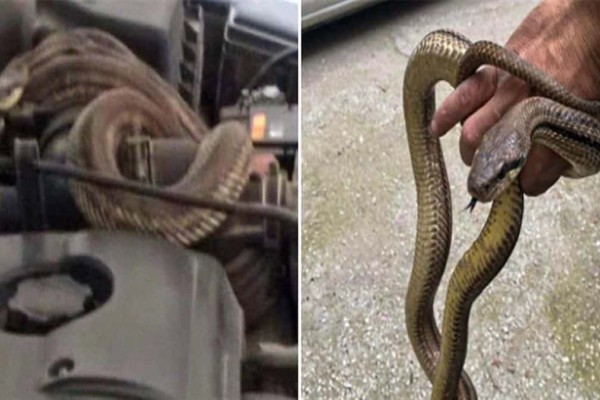 Θρίλερ για οδηγό στην Θεσσαλονίκη: Φίδι 1,5 μέτρων βρέθηκε σε κινητήρα αυτοκινήτου!