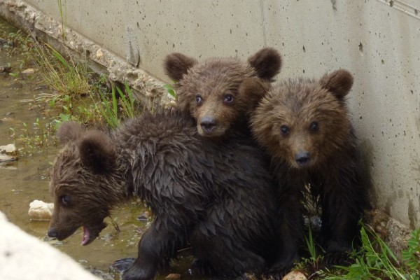 Η φωτογραφία της ημέρας: Αγκαλίτσα ξανά τα τρία αρκουδάκια της Φλώρινας