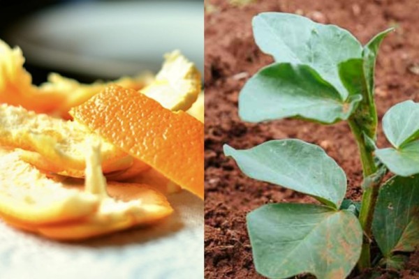 Σωτήριο λίπασμα: Τα 3 φρούτα που θα λειτουργήσουν ευεργετικά για τα φυτά σας 