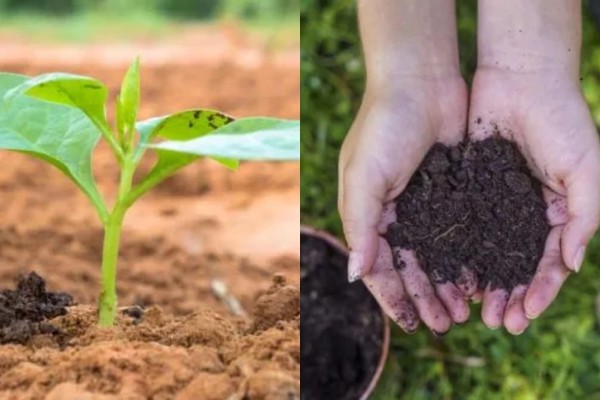 Σπιτικό αρωματικό «λίπασμα»: Το υλικό στο χώμα που θα ζωντανέψει τα φυτά σας 