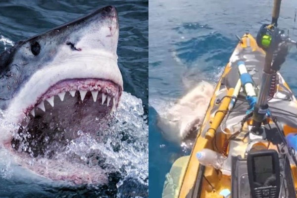 Εικόνες τρόμου: Καρχαρίας επιτίθεται σε βάρκα με τα σαγόνια του - Αυτό που κάνει ο ψαράς θα σας αφήσει άφωνους (video)