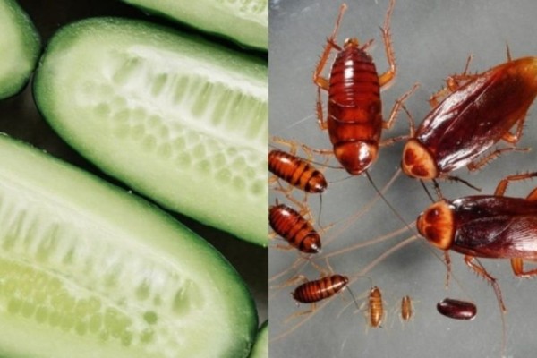 «Πόλεμος» στις κατσαρίδες και τα μυρμήγκια: Αγγούρι μέσα σε αλουμινόχαρτο - Το Νο1 κόλπο για να απαλλαγείτε οριστικά!