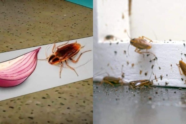Ξαφνικός θάνατος για τις κατσαρίδες: Το θαυματουργό μείγμα που τις «τέζαρε»!