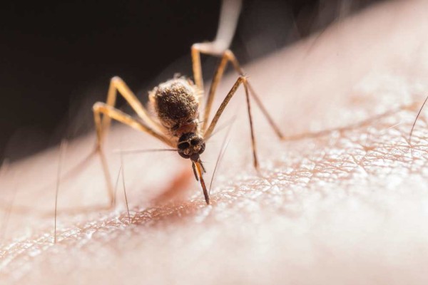«Μπλοκ» στα κουνούπια: Το κόλπο πριν βγείτε έξω για να μην σας τσιμπάνε