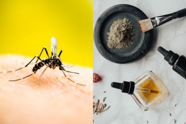 Ψεκάστε, σκουπίστε, τελειώσατε: 7+1 τρόποι για να εξαφανίσεις τα κουνούπια από το σπίτι σου
