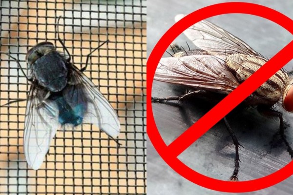 Πάπαλα οι μύγες: Η «θαυματουργή» συνταγή για να πείτε αντίο στα ενοχλητικά έντομα του καλοκαιριού