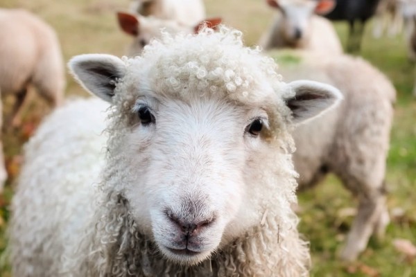 Ξηρόμερο: Συνελήφθη 61χρονος γιατί τα σκυλιά του σκότωσαν 17 πρόβατα