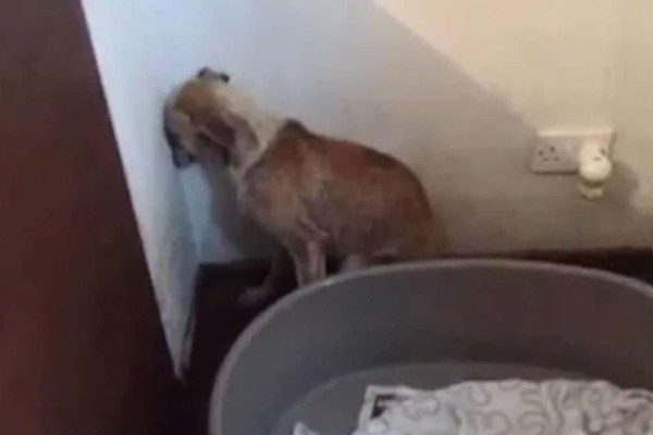 «Ραγίζει» καρδιές: Η κακοποιημένη σκυλίτσα που δεν τολμάει να κοιτάξει πουθενά (Video)
