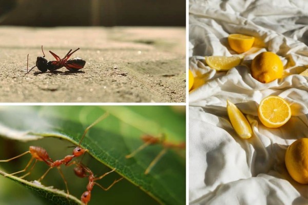 Φινίτο λα μούζικα: Το «δαιμόνιο» κόλπο με το λεμόνι για να εξολοθρεύσετε κατσαρίδες και μυρμήγκια στο λεπτό