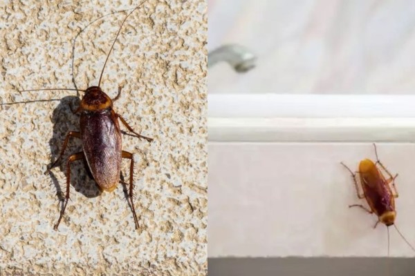 «Κατσαριδομαγνήτης» στο σπίτι; Κι όμως υπάρχουν 7 πράγματα στον χώρο σας που προσελκύουν τις κατσαρίδες