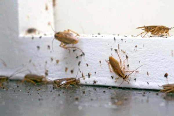 Δεν τρώγεται μόνο: Το τρόφιμο που εξαφανίζει κατσαρίδες και μυρμήγκια σε χρόνο «μηδέν»