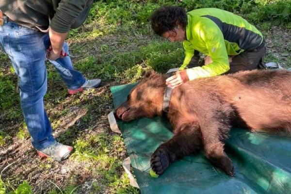 Αρκούδα έτρωγε κότες στη Φλώρινα: «Συνελήφθη» και της άλλαξαν περιοχή (photos)