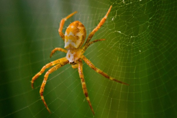 Σιχαίνεστε τις αράχνες; 4 φυσικοί τρόποι για να μην τις ξαναδείτε σπίτι σας