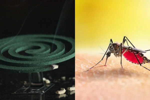 Ούτε φιδάκι, ούτε σιτρονέλα: Αυτή είναι η μυρωδιά που εξαφανίζει τα κουνούπια