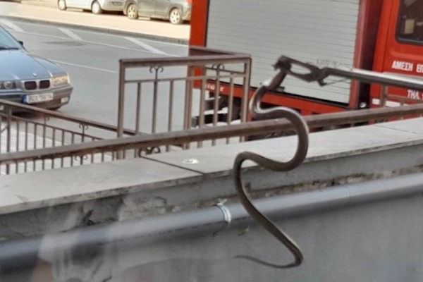 Φίδι προκάλεσε πανικό σε κατάστημα στη Λάρισα (photos)