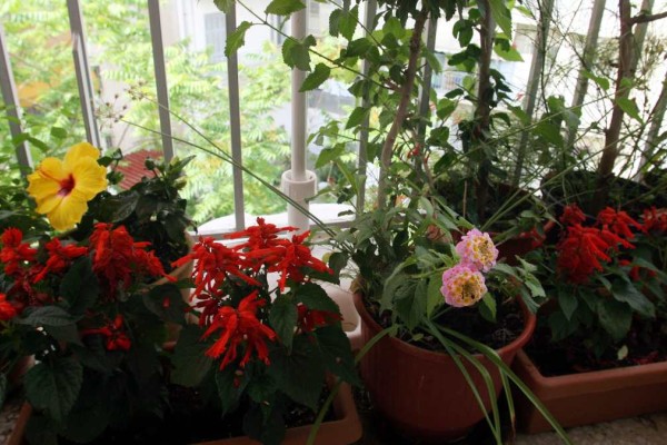 Φυσικό λίπασμα στις γλάστρες: Τα 3 άγνωστα κομπόστ για ολάνθιστα φυτά στο μπαλκόνι
