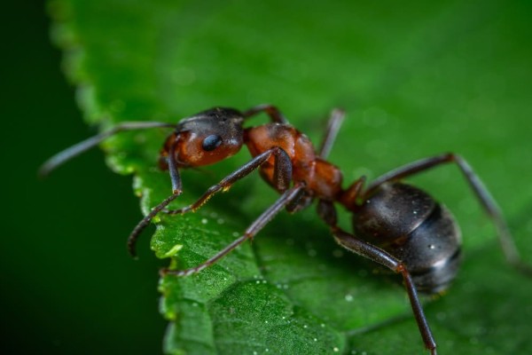 5+1 φυτά που με τη μυρωδιά τους απωθούν τα μυρμήγκια μια για πάντα