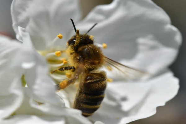 11+1 φυτά που θα κρατήσουν μακριά τις μέλισσες και θα γλιτώσετε από τα τσιμπήματά τους