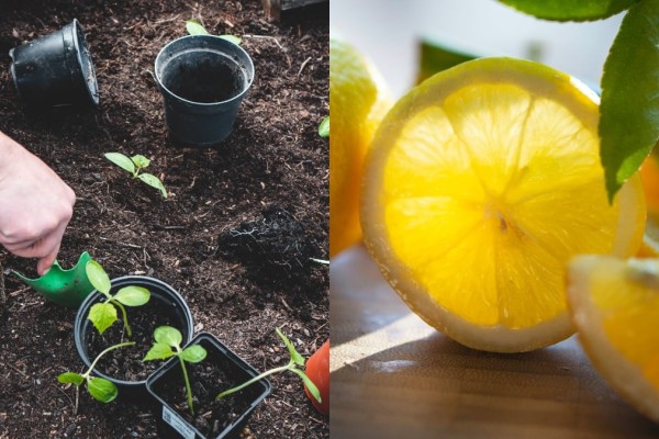Φυσικό εντομοκτόνο για φυτά: Το κόλπο με το λεμόνι για να μην πλησιάσουν ξανά