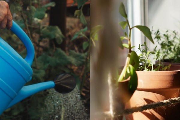 Κηπουρός στο σπίτι σας: Το απόλυτο κόλπο για να κρατάτε πάντα ζωντανά τα φυτά σας