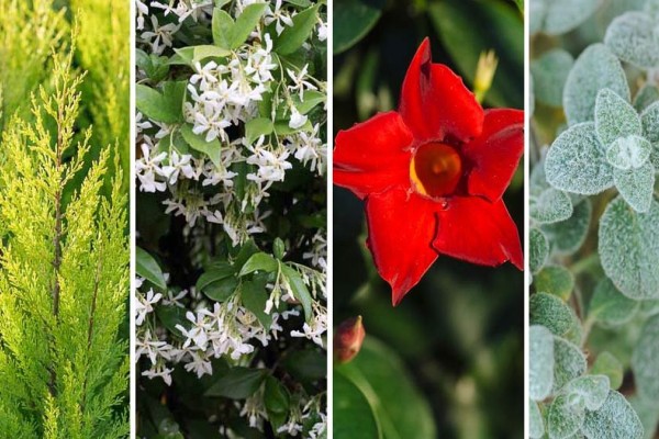 Παράδεισος: 30 φυτά εξωτερικού χώρου που ομορφαίνουν τον κήπο μας