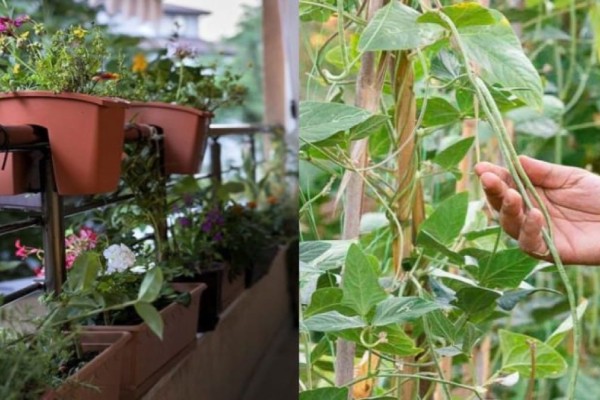 Το μυστικό των κηπουρών: Το απόλυτο κόλπο που θα κάνει τα φυτά σας να ζωντανέψουν ξανά
