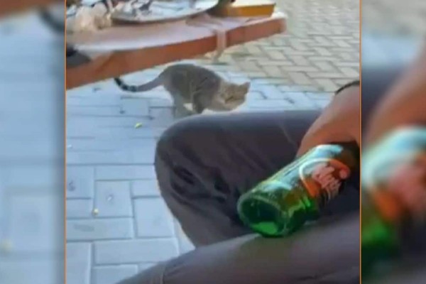 Θάσος: Νέο εξωφρενικό περιστατικό κακοποίησης ζώου - Δελεάζει γάτα με μεζέ και τη χτυπάει στο κεφάλι με μπουκάλι