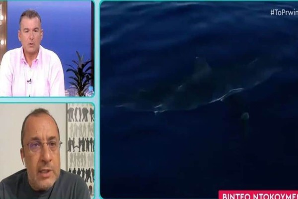 Μεγάλος καρχαρίας έκανε την εμφάνισή του στην Σέριφο! Έντρομοι βαρκάδες (video)