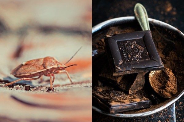 «Κηδεία» στις κατσαρίδες: Το κόλπο με το κακάο για να τις εξολοθρεύσετε στη στιγμή