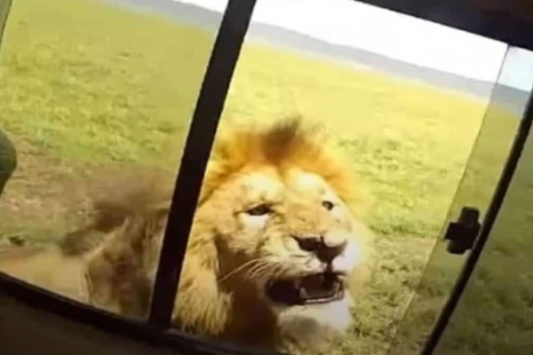 Άνοιξε το παράθυρο για να φωτογραφήσει ένα λιοντάρι - Αυτό που ακολούθησε θα σας κάνει να 