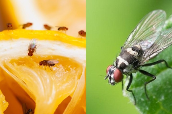 Μύγες «καπούτ» αυτό το καλοκαίρι: 4 κόλπα για να απαλλαγείτε οριστικά από την παρουσία τους 